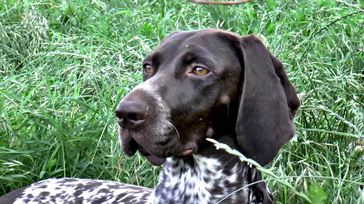 Курцхаар и сеттер