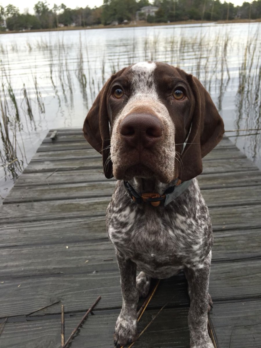 Сеттер Пойнтер Курцхаар