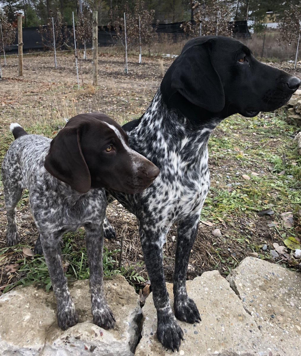 Сеттер Пойнтер Курцхаар черный