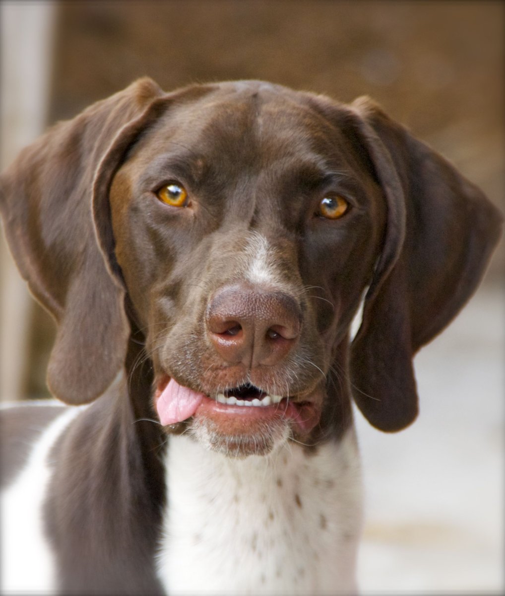 Сеттер Пойнтер Курцхаар