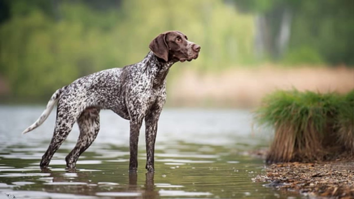 Пойнтер Курцхаар