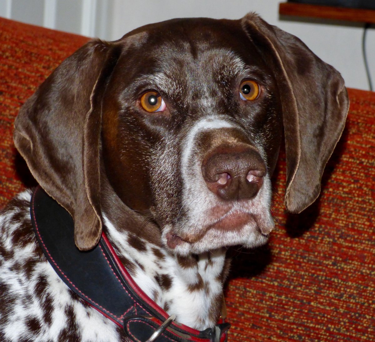 Стародатский Пойнтер коричневый