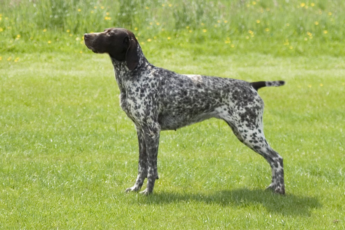 Спаниель Пойнтер