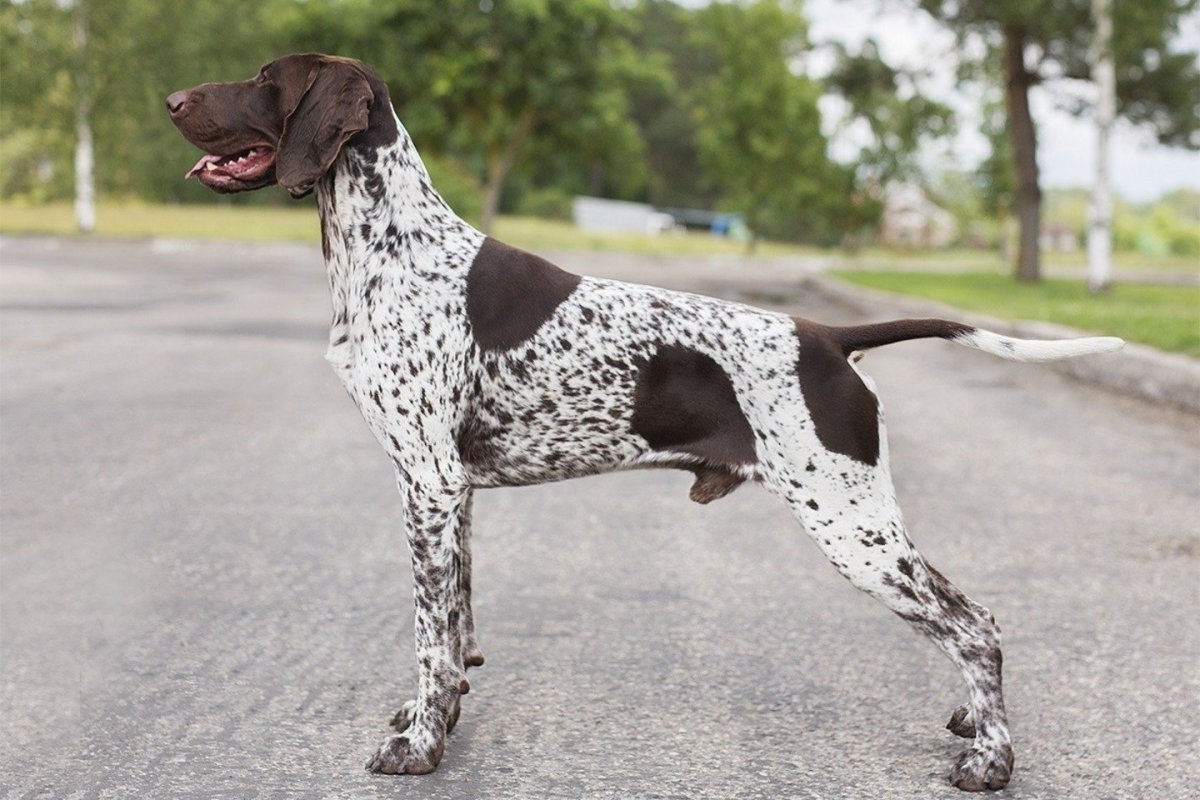 Английский Пойнтер пятнистый