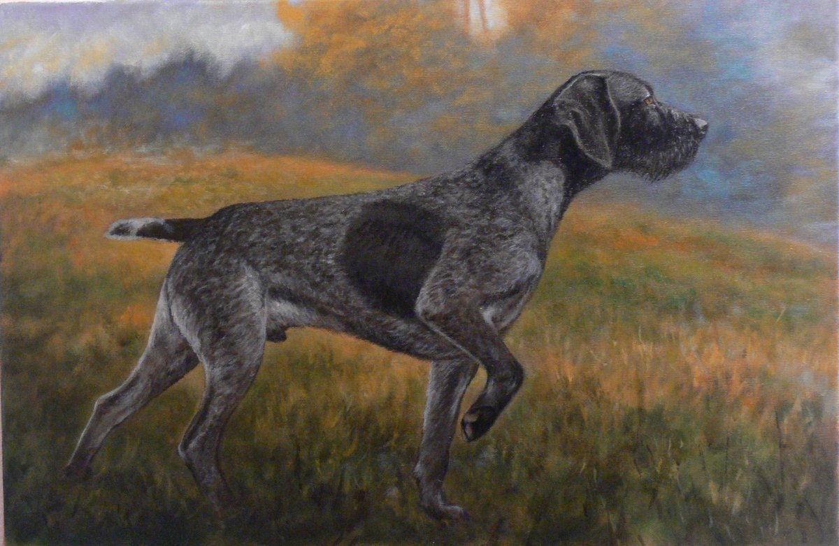 Немецкая овчарка дратхаар