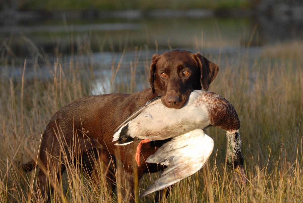 Курцхаар дратхаар Лангхаар