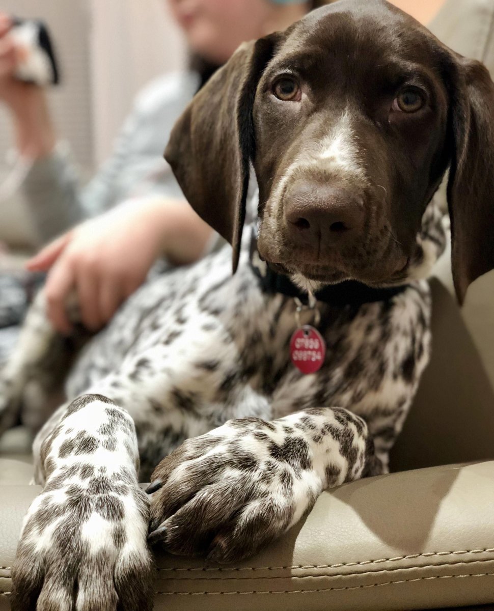 Пойнтер Курцхаар