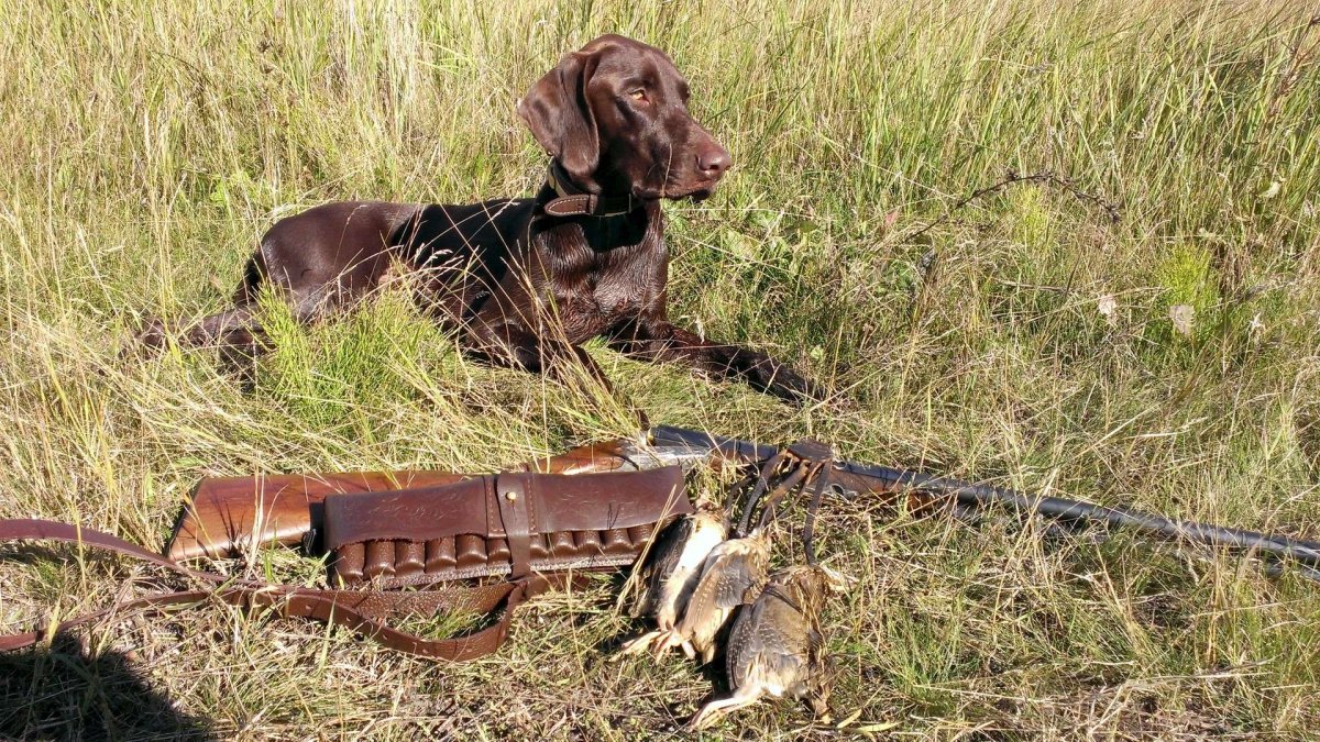 Курцхаар охотник на утку