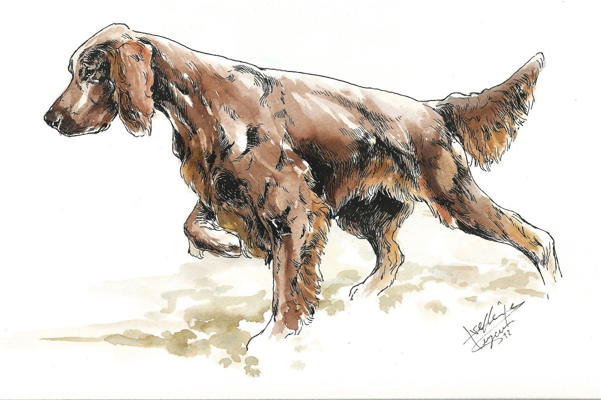 Сеттер карандаш