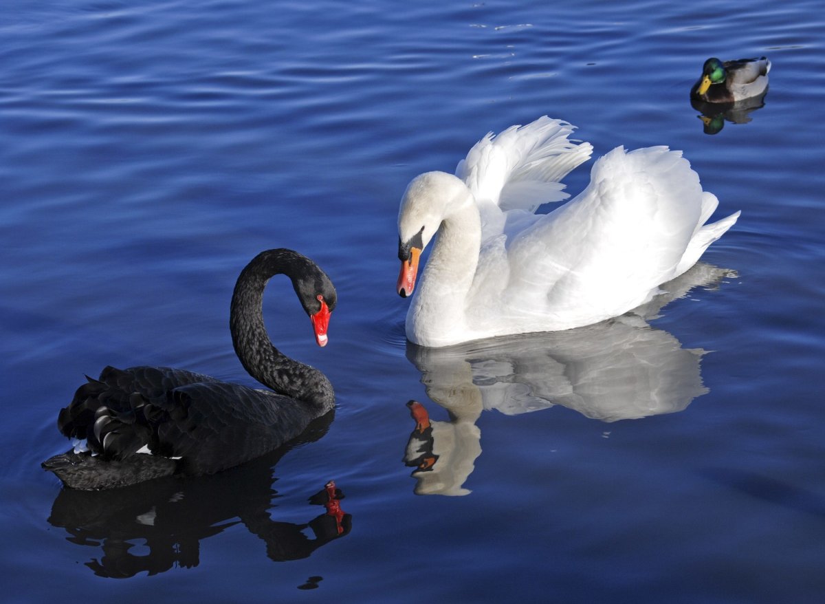 Черный и белый лебедь