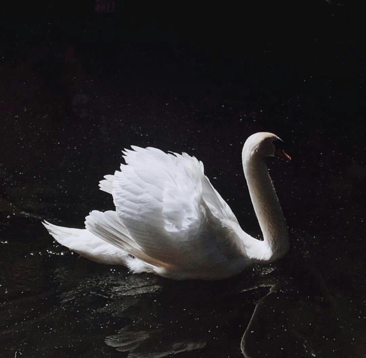 Черно белый лебедь