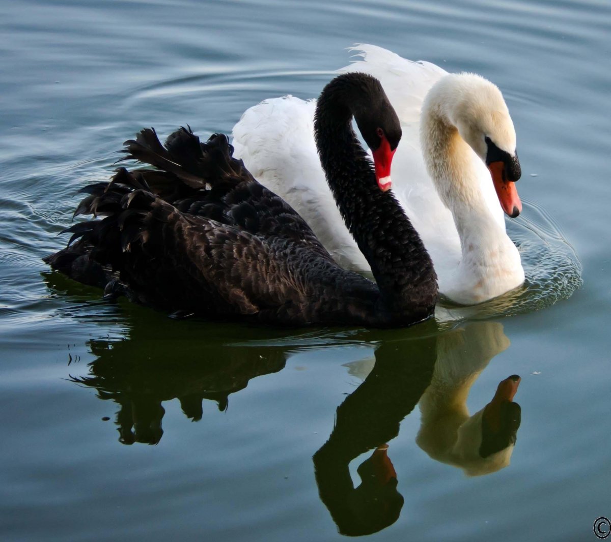 Гибрид черного и белого лебедя