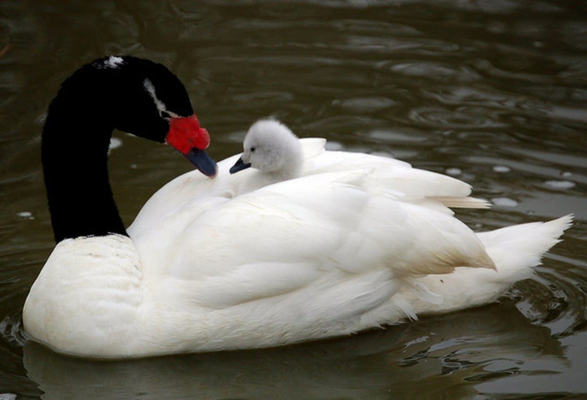 Черношейный лебедь