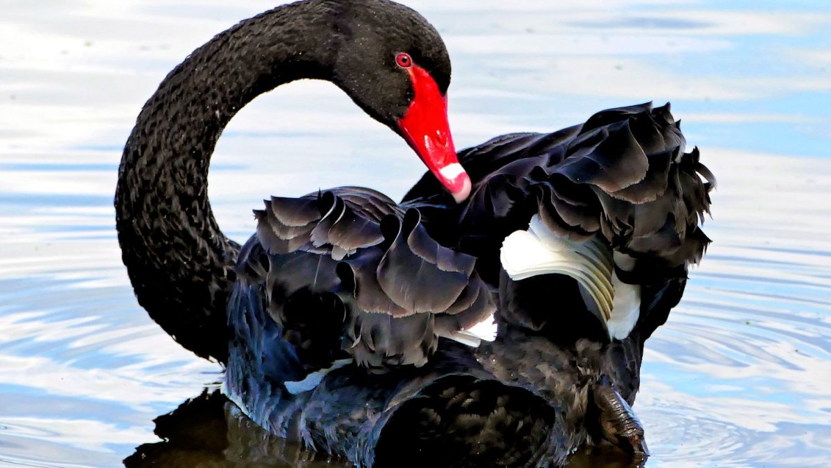 Австралийский черный лебедь