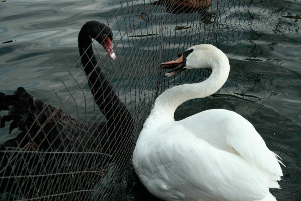 Чёрный лебедь и белый лебедь