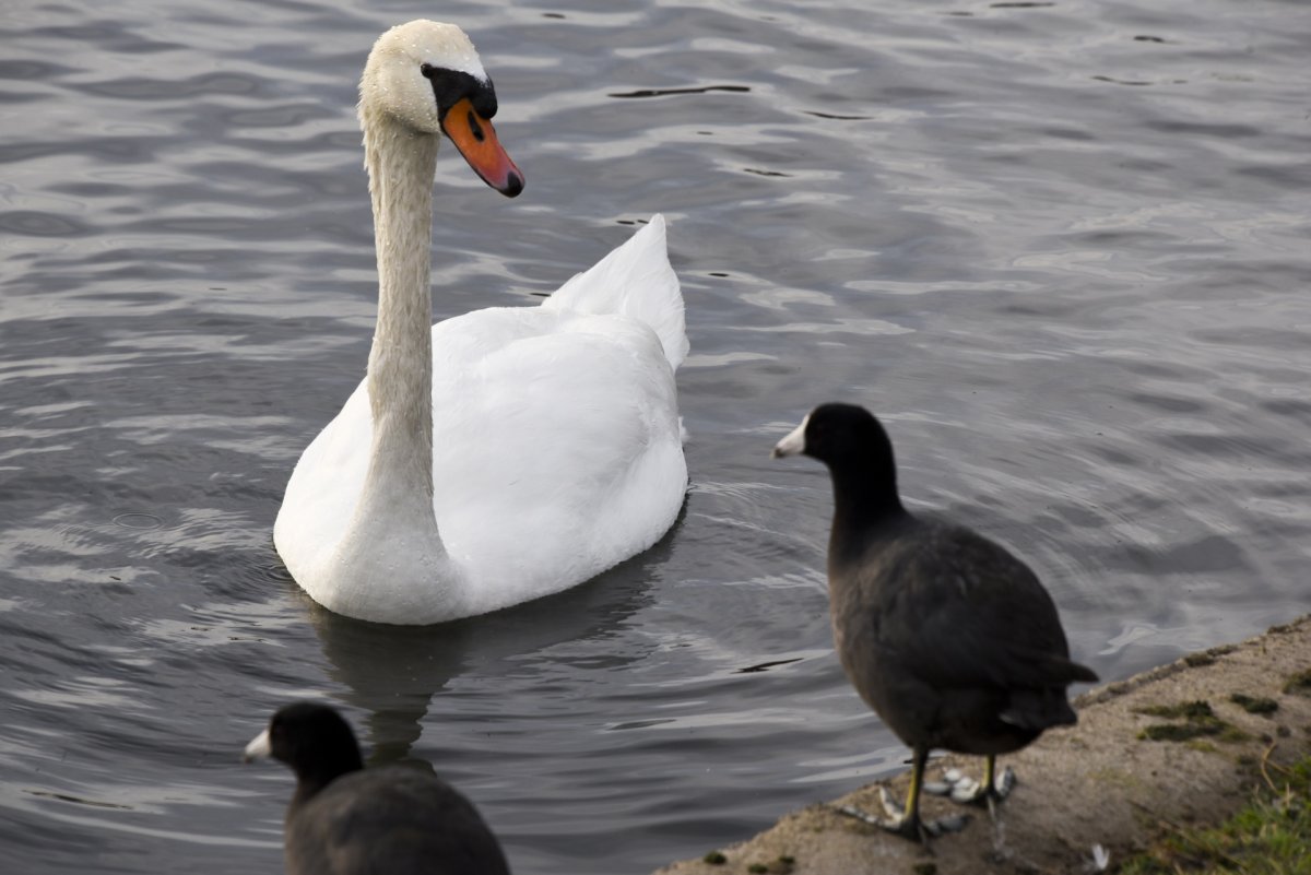 Лебедь с белой головой и коричневым телом
