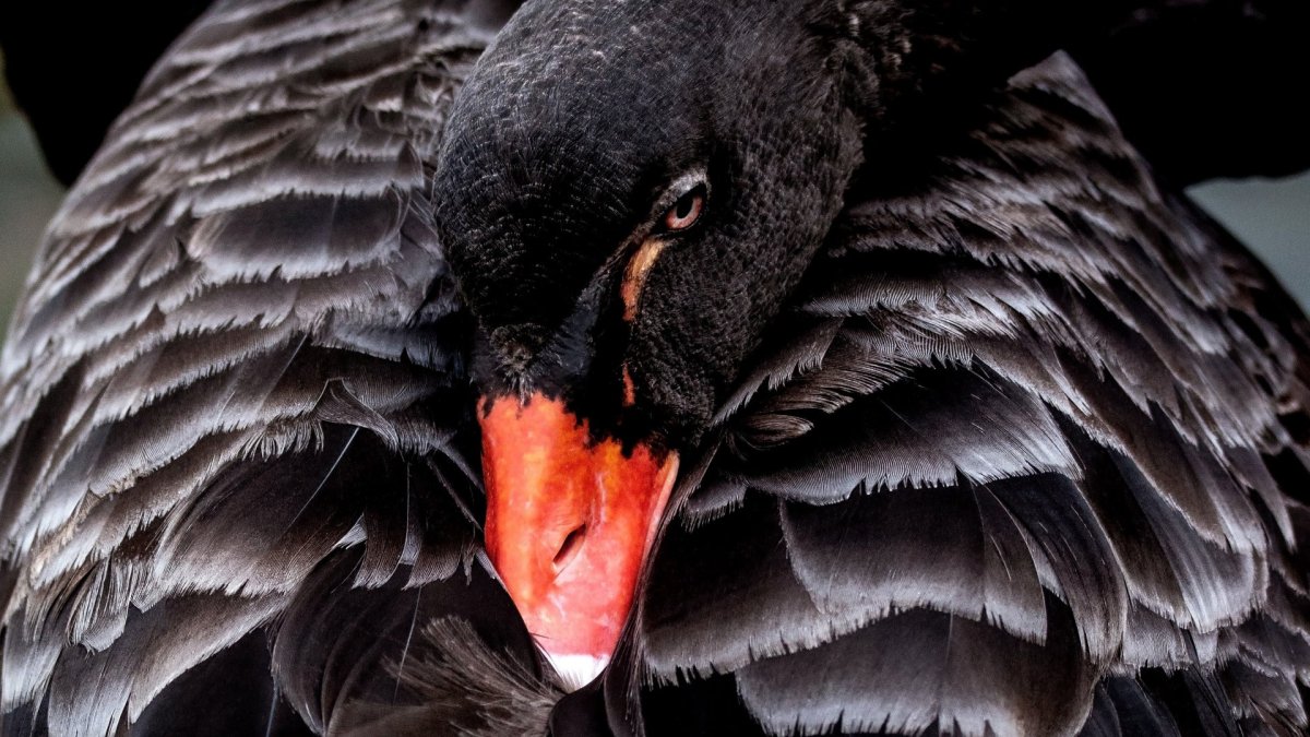 Черные лебеди цвет клюв