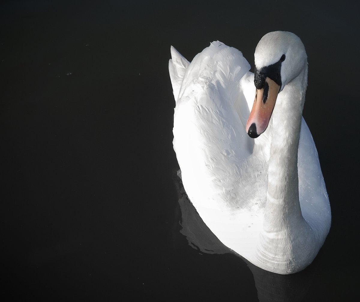 Лапки лебедя