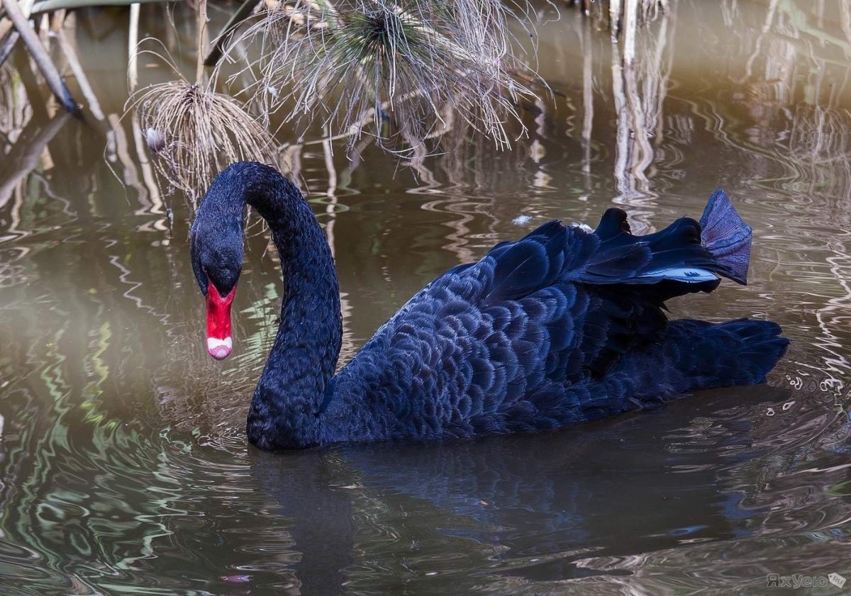 Синие лебеди