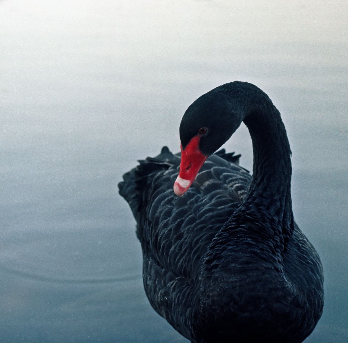 Голоса и звуки животных Австралии черный лебедь