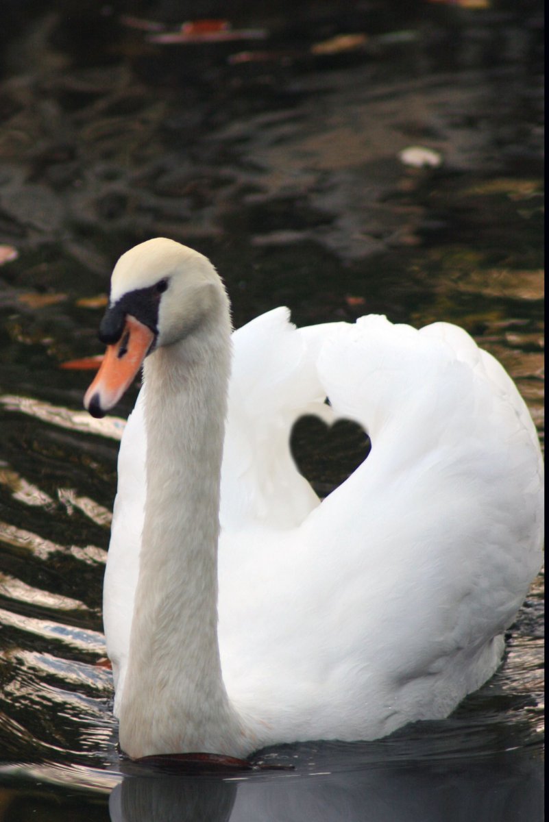 Милые лебеди