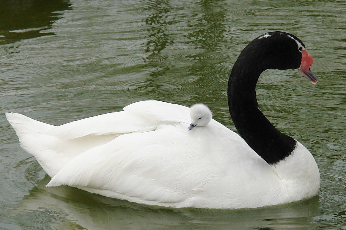 Черношейный лебедь