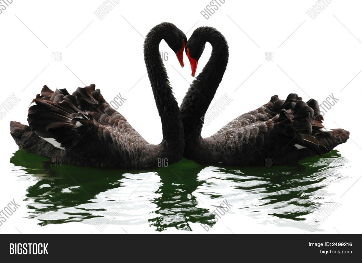 Белый лебедь целует черного