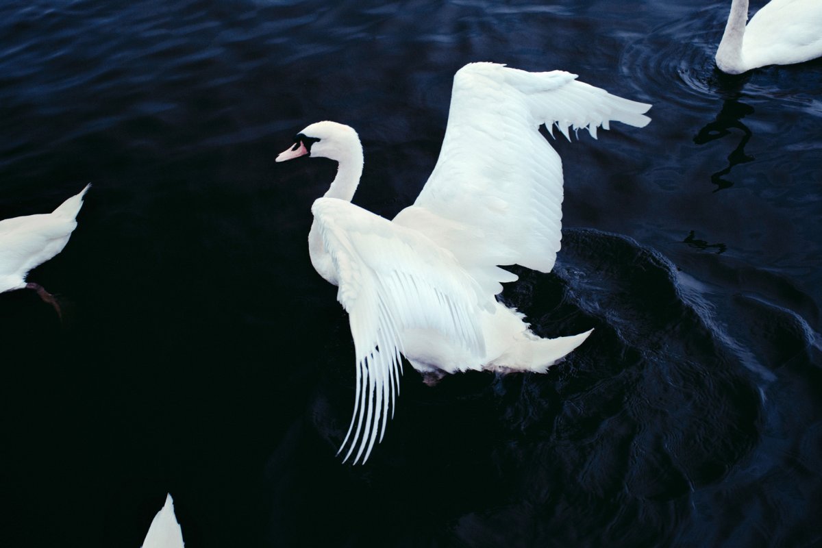 Лебедь Эстетика