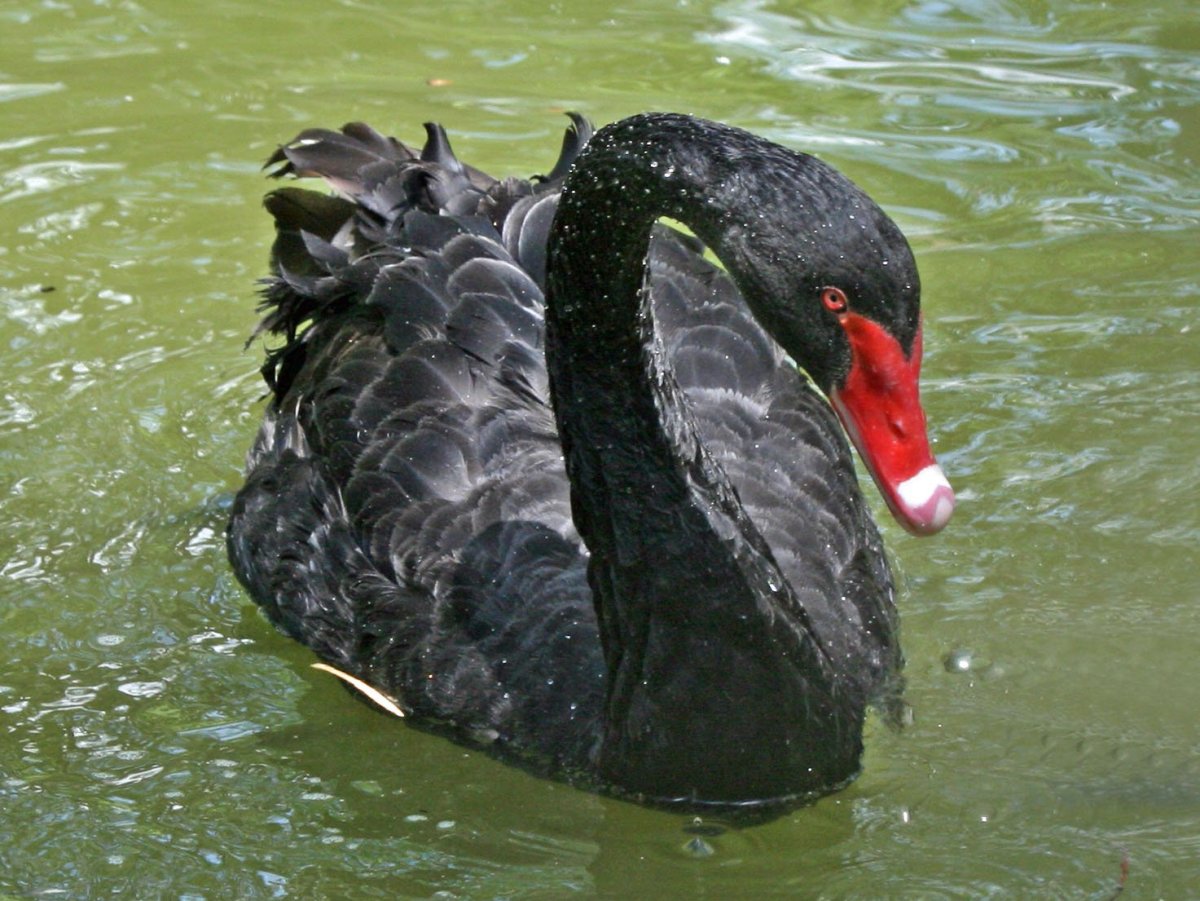 The Black Swan (Cygnus atratus)