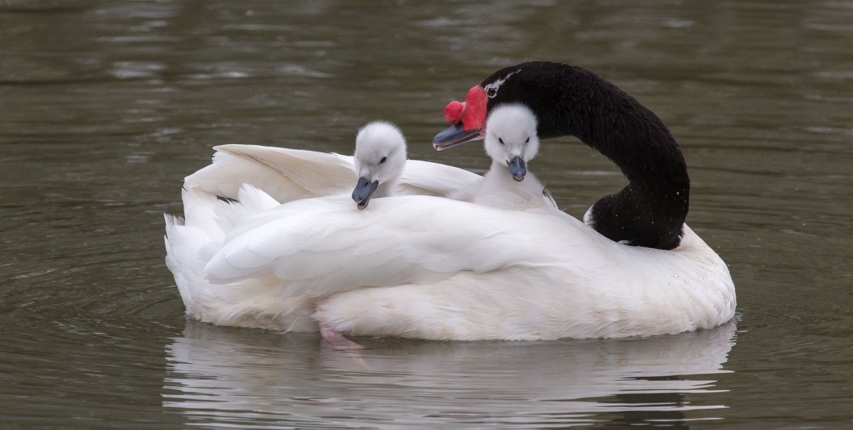 Черноголовые лебеди