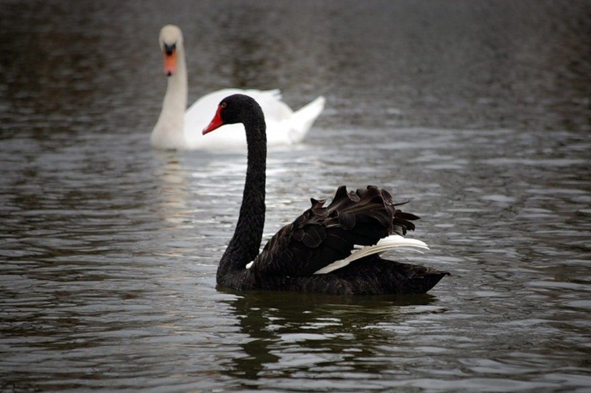 Чёрный лебедь и белый лебедь