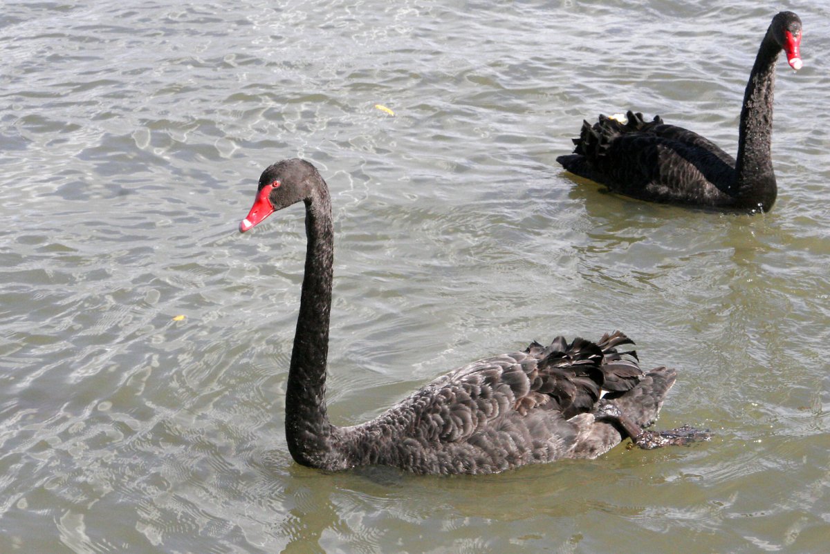 Черный лебедь в Белоруссии