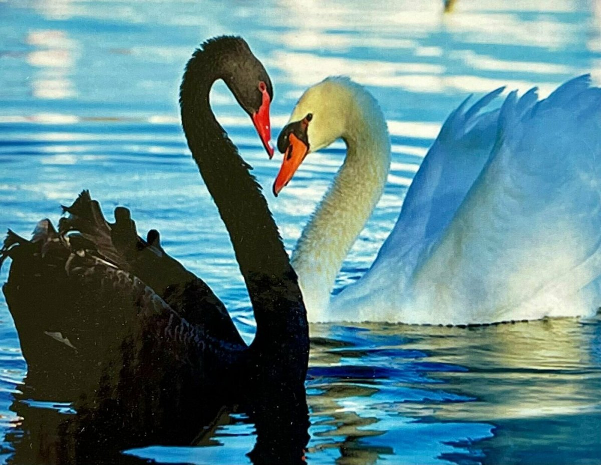 Пара черных лебедей