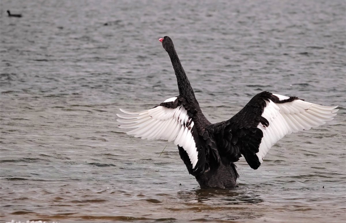 Черный лебедь в полете