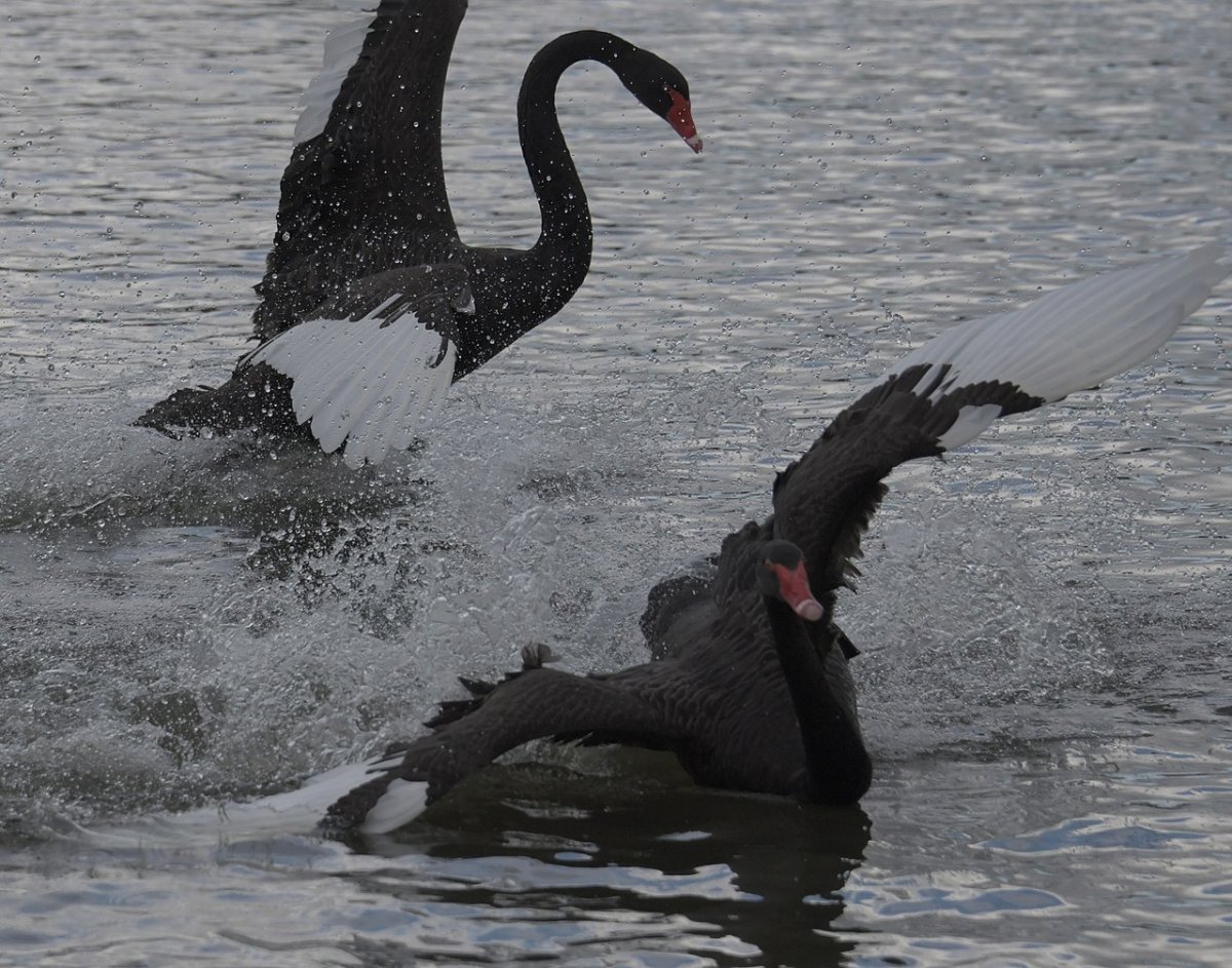 Драка лебедей