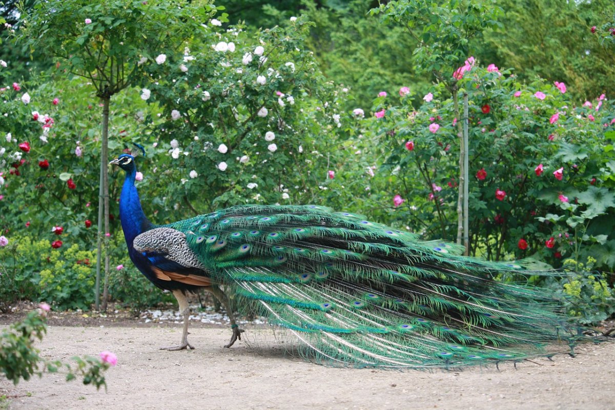 Юго Восточная Азия Павлин