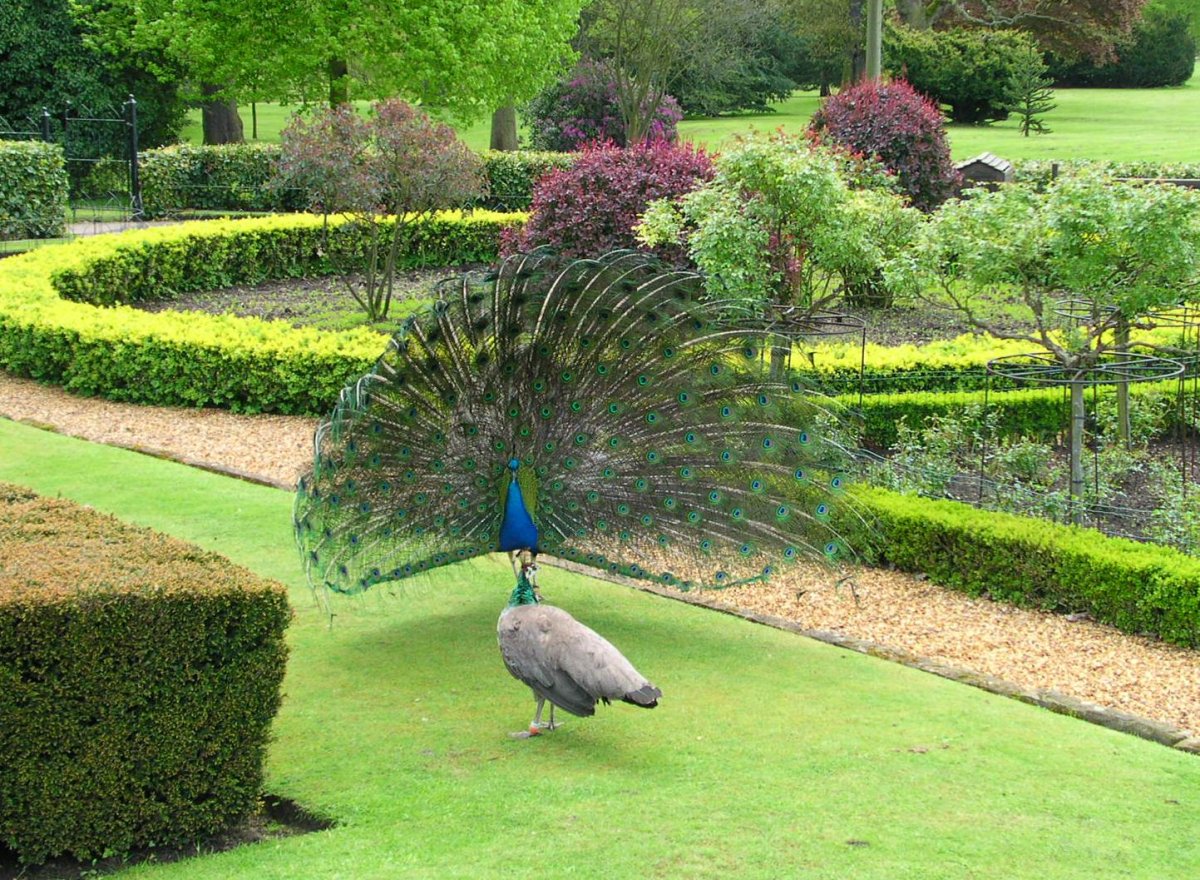 Павлин в саду