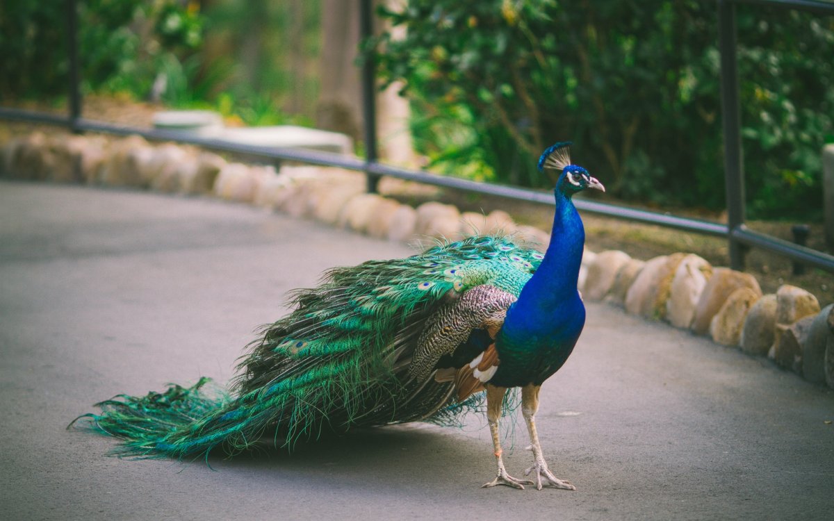 Panasonic TX-43dr300zz