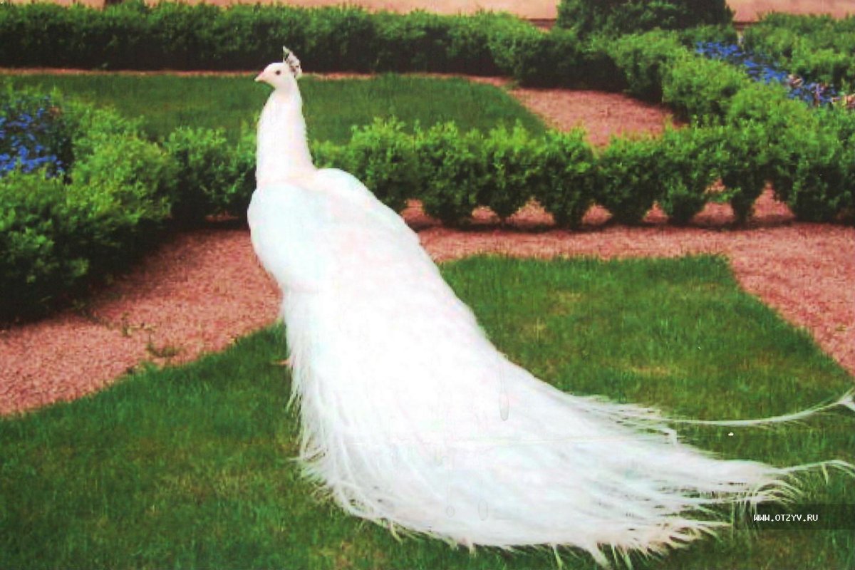 Костюм Павлин белый