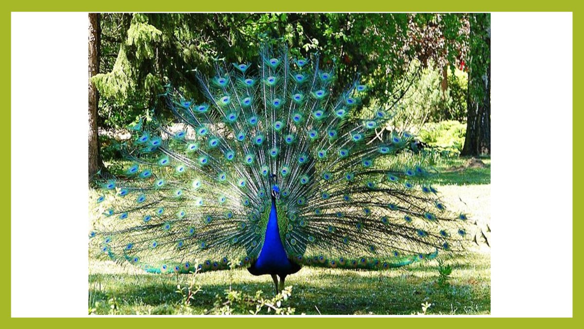 Павлин в тропическом лесу