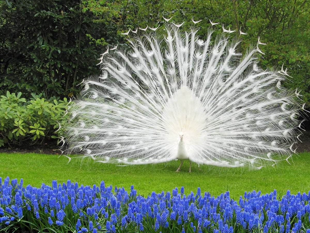 Птица Павлин белый с красным цветом на конце