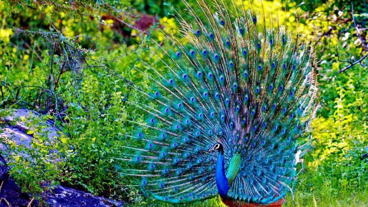 Гибрид Совы и павлина