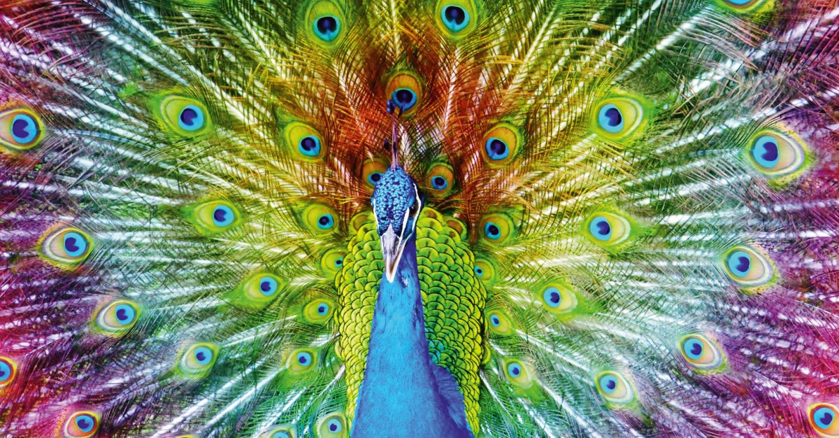 Радужный Павлин