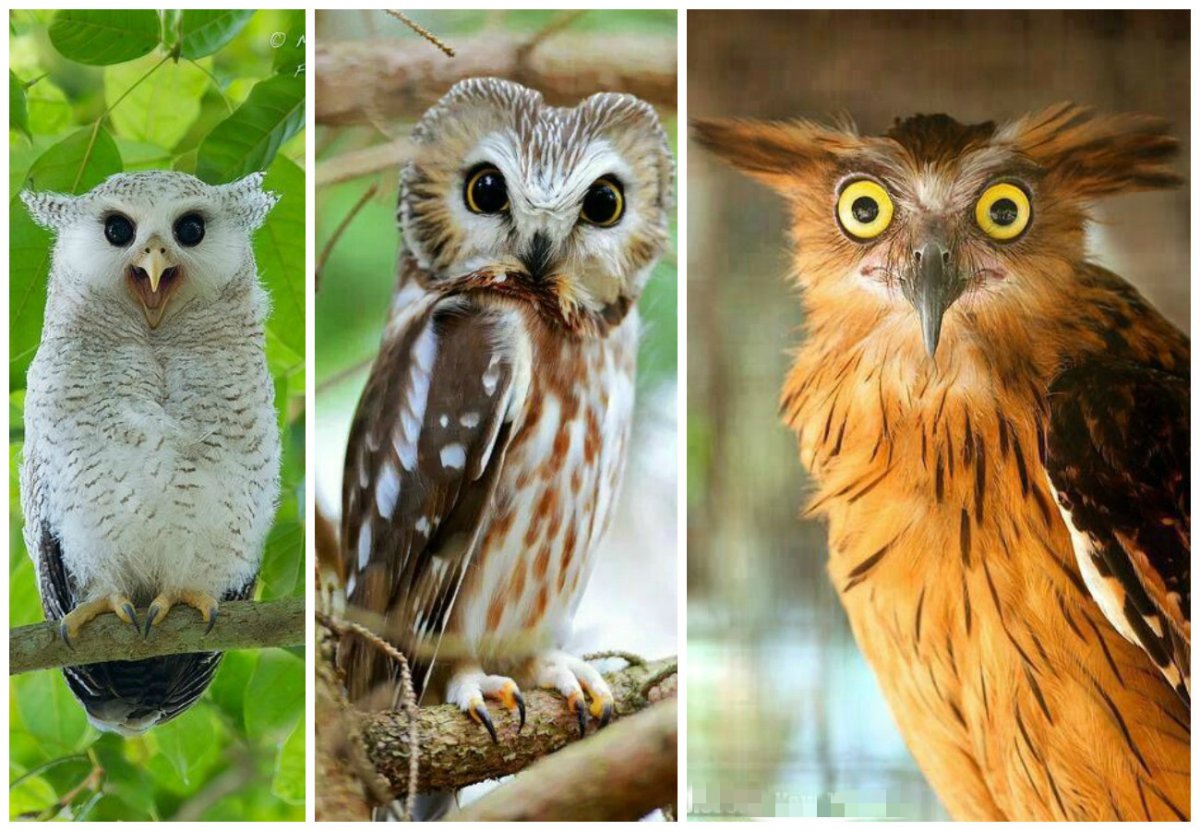 Совообразные птицы представители