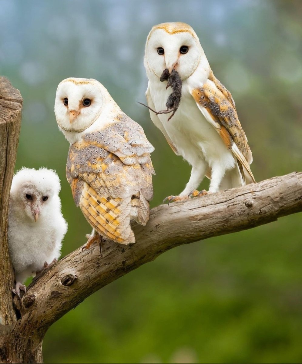 Разные виды сов