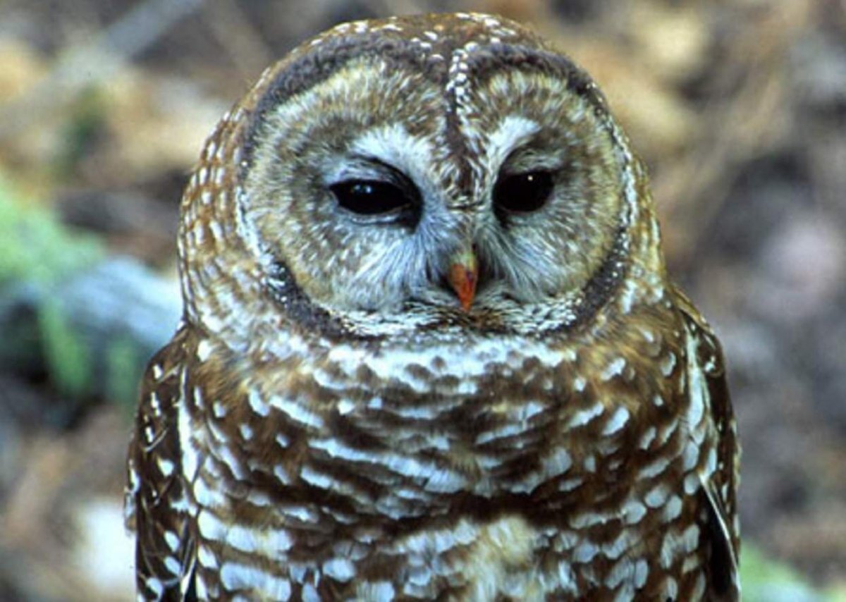 Самые красивые Совы