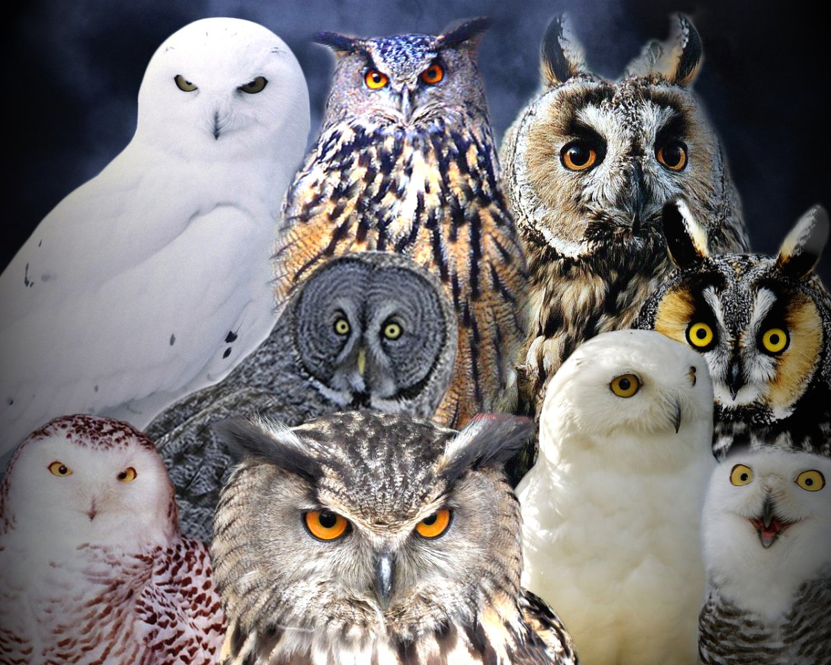 Мадагаскарская красная Сова(сипуха)