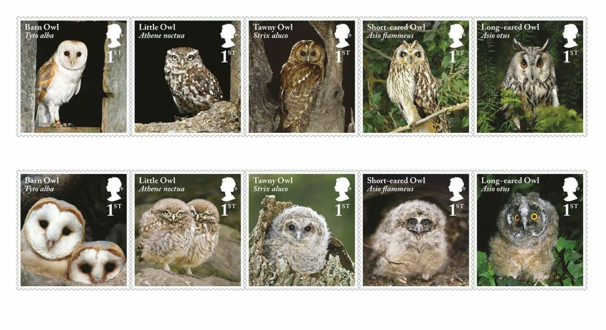 Little-Owl модель записи