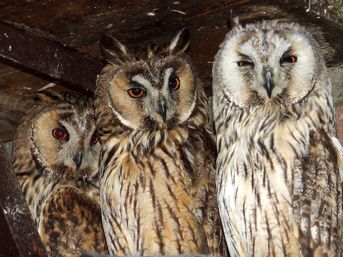 Три смешные Совы