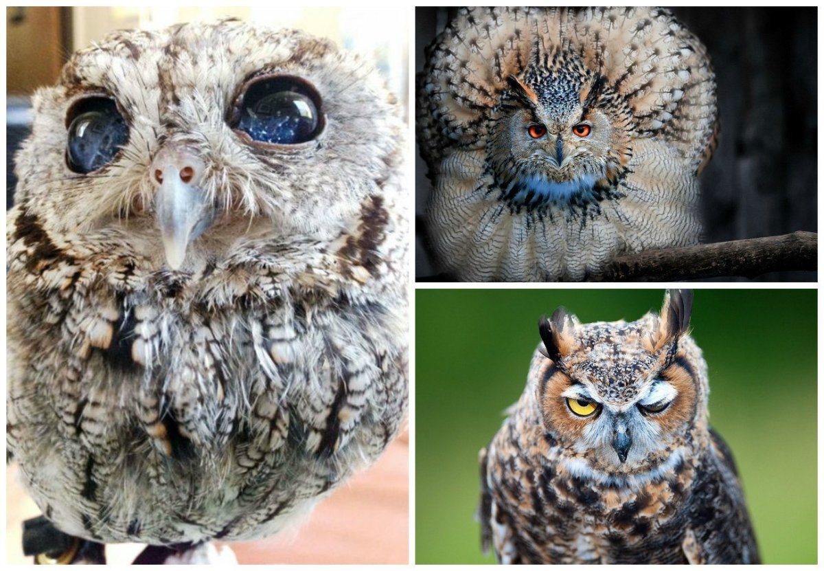 Совушки в реальной жизни